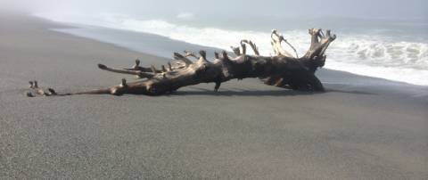 Driftwood bones on the beach
